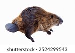 Beaver: Large, industrious rodents known for building dams and lodges in rivers and streams.