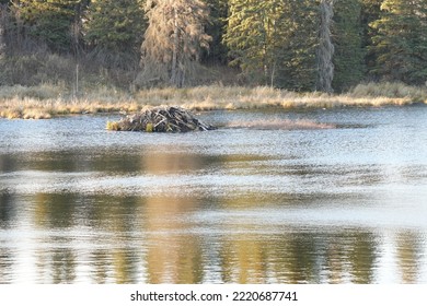 beaver lodge in autumn pond - Shutterstock ID 2220687741