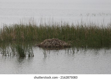 Beaver Lodge At Cheyenne Bottoms National Wildlife Refuge, Kansas