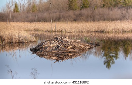 Beaver Lodge With Goose