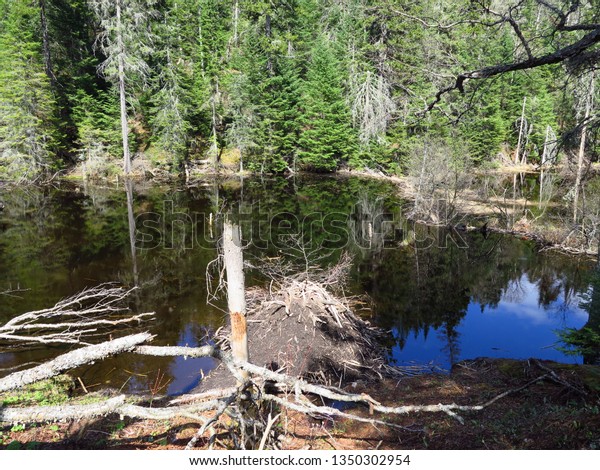 Beaver Lodge Parc Regional De La Stock Photo Edit Now