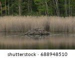 Beaver lodge at Pleasant Valley Wildlife Sanctuary, Berkshire Mountains, Massachusetts