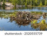 Beaver Lodge in a Quiet Pond in French River Ontario