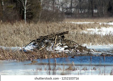 Beaver Lodge In Winter