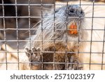 Beaver looking out of a cage close-up