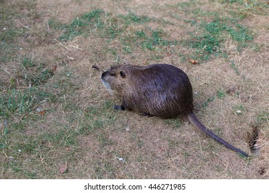 Beaver on the lawn