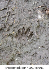 Beaver Paw Print On Wet Ground Stock Photo 2027487011 | Shutterstock