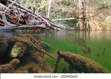   A Beaver Plantation In A Pond Half Underwater And Half Above Water. Underwater Photo Of A Beaver Building
