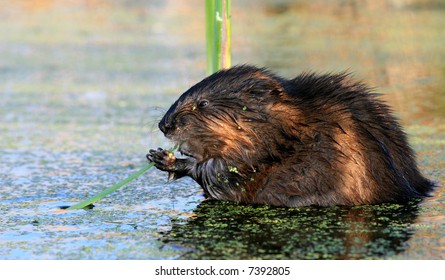 A beaver in a pond. Canada.