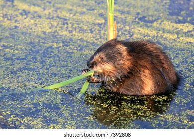 A Beaver In A Pond. Canada.