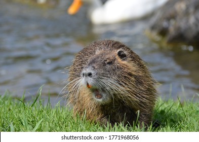 555 Beaver run Images, Stock Photos & Vectors | Shutterstock