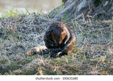 Beaver Scratching