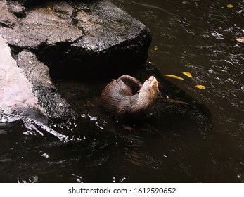 The Beaver Is Scratching Its Body By The Pool