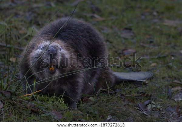 Beaver Showing Sharp Orange Teeth Green Stock Photo (Edit Now) 1879272613