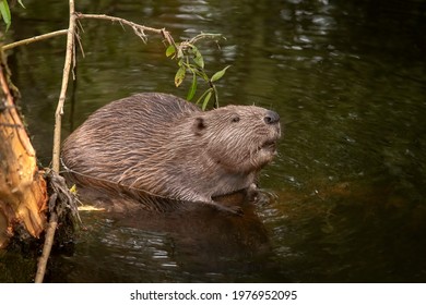 Beaver sitting in a river, close up