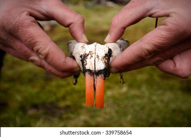 Beaver Skull And Teeth In Hands, Patagonia, Chile