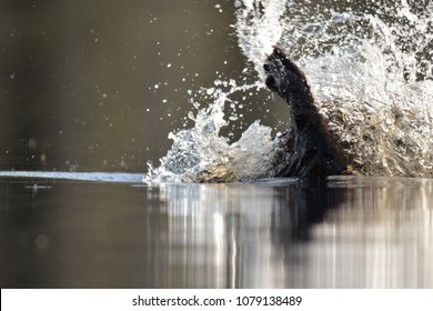 Beaver Slapping Its Tail