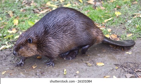 Beaver, Summer, Ontario, Canada