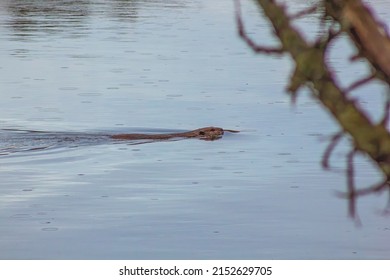 Beaver Swimming Across A Lake