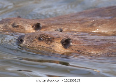 Beaver Swimming Closeup.