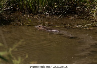 Beaver Swimming In A Creek