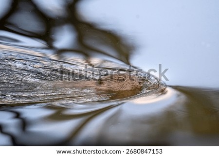 Beaver swimming down a river