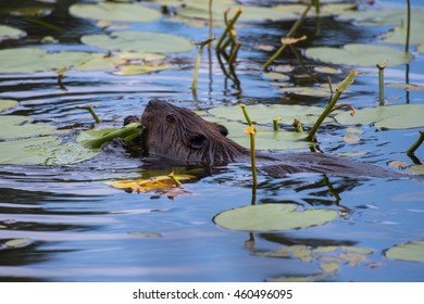 Beaver swimming at Isle Royale