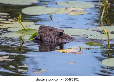 Beaver Swimming At Isle Royale