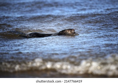 Beaver Swimming In The Sea