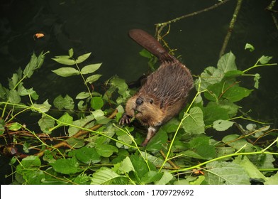 Beaver Swims In The Lake In Nature