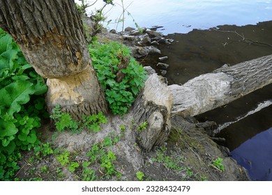 Beaver teeth marks on a tree trunk, tree gnawed by the beaver on the river bank. Hanover, riverbank zone of the Leine in the district of Linden North, Lower Saxony, Germany