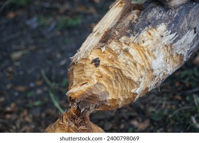 Beaver teeth marks on a tree trunk, trees gnawed and felled by beavers. Wild animals at the Ricklinger Mühlengraben stream, Garbsen, Germany.
