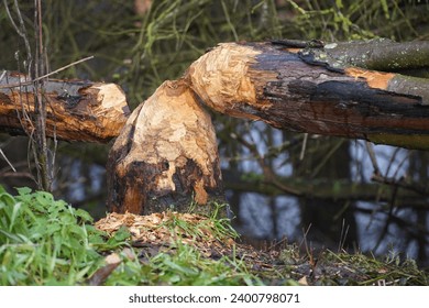 Beaver teeth marks on a tree trunk, trees gnawed and felled by beavers. Wild animals at the Ricklinger Mühlengraben stream, Garbsen, Germany.