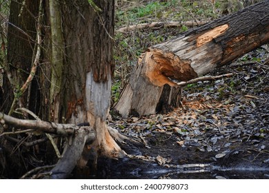Beaver teeth marks on a tree trunk, trees gnawed and felled by beavers. Wild animals at the Ricklinger Mühlengraben stream, Garbsen, Germany.