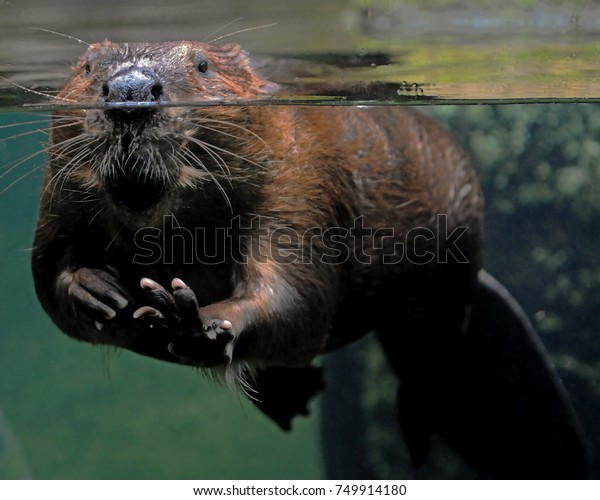 Beaver at the water line in a glass pool with its front paw held out as if waving