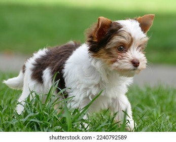 Beaver Yorkshire Terrier Puppy with brown and white hairs