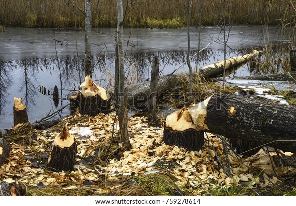 Beavers Build Their Dam On Pond Stock Photo Edit Now 759278614 - 