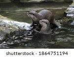 Beavers are carnivorous mammals belonging to the subfamily Lutrinae. There are 13 species of otters, all of them semiacmatic, aquatic or marine animals, and they feed on fish or invertebrates. Lutrina