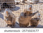 Beavers looking out of a cage close-up