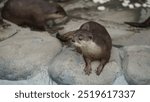 Beavers or Lutrinae. The 13 extant otter species are all semiaquatic, aquatic, or marine, with diets based on fish and invertebrates.