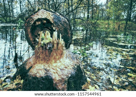 The beavers piled up a huge aspen on the banks of the natural basin. There are traces of wide teeth on the thick trunk. Animals felled trees for feeding bark and dam construction. Renewal of forest