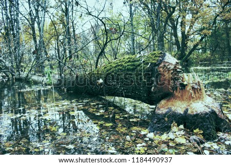 The beavers piled up a huge aspen on the banks of the natural basin. There are traces of wide teeth on the thick trunk. Animals felled trees for feeding bark and dam construction. Renewal of forest