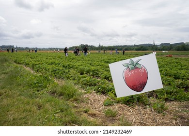 Beaverton, OR, USA - Jun 6, 2021: A strawberry u-pick farm in Oregon during harvest season in summertime. Selective focus on the strawberry sign, with visitors to the farm in the blurry background.
