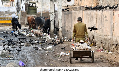 Beawar, Rajasthan, India, Jan. 4, 2021: Flock Of Crow Sitting On Drain At A Dirty Street In Beawar. Over 1200 Crows Died In Rajasthan, Sound A Bird Flu. Photo: Sumit Saraswat