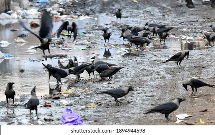 Beawar, Rajasthan, India, Jan. 4, 2021: Flock Of Crow Sitting On Drain At A Dirty Street In Beawar. Bird Flu Alert In India. Photo: Sumit Saraswat