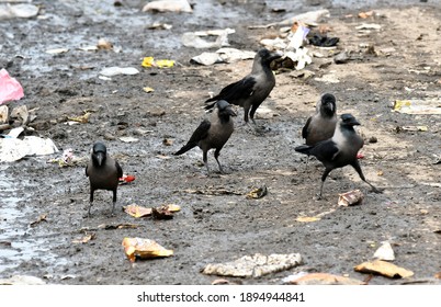 Beawar, Rajasthan, India, Jan. 4, 2021: Flock Of Crow Sitting On Drain At A Dirty Street In Beawar. Bird Flu Alert In India. Photo: Sumit Saraswat