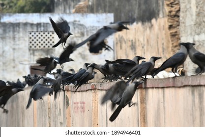 Beawar, Rajasthan, India, Jan. 4, 2021: Flock Of Crow Sitting On A Wall At A Dirty Street In Beawar. Bird Flu Alert In India. Photo: Sumit Saraswat