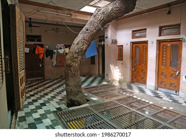 Beawar, Rajasthan, June 5,2021: 130-year-old Neem Tree Came Out Of Terrace, Passes Through Middle Of A Three-storey House In Beawar. A Unique Example Of Environmental Protection. Photo: Sumit Saraswat