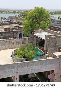 Beawar, Rajasthan, June 5,2021: 130-year-old Neem Tree Came Out Of Terrace, Passes Through Middle Of A Three-storey House In Beawar. A Unique Example Of Environmental Protection. Photo: Sumit Saraswat