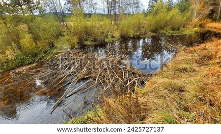 Beawer work in european nature. The Eurasian beaver (Castor fiber) or European beaver is an important animal that helps retain water in the landscape.